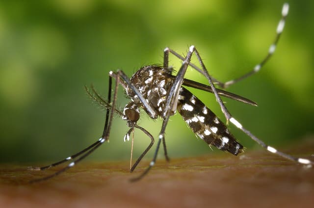 Asian tiger mosquito, Aedes albopictus, beginning its blood-meal