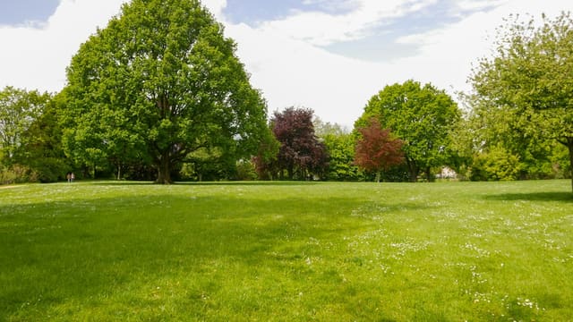 a grassy field with trees in the background