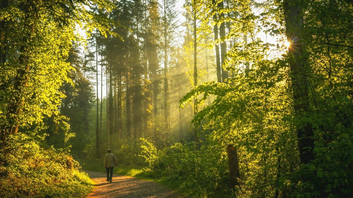 Un sentier forestier traversé par la lumière, illustrant les bois à préserver comme la forêt de Tanaïs.