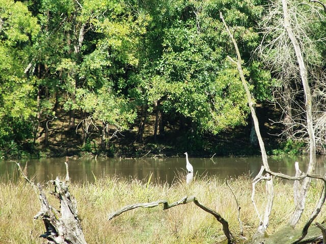Réserve naturelle des marais de Bruges (Gironde, France), au nord de l'agglomération de Bordeaux. Septembre 2015.