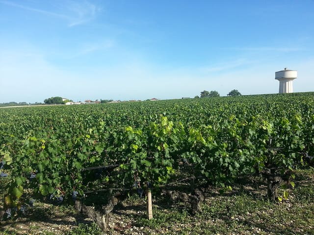 Rangs de vigne chargés de grappes sous un ciel bleu, avec un château d'eau blanc à l'horizon, dans un vignoble de Gironde.