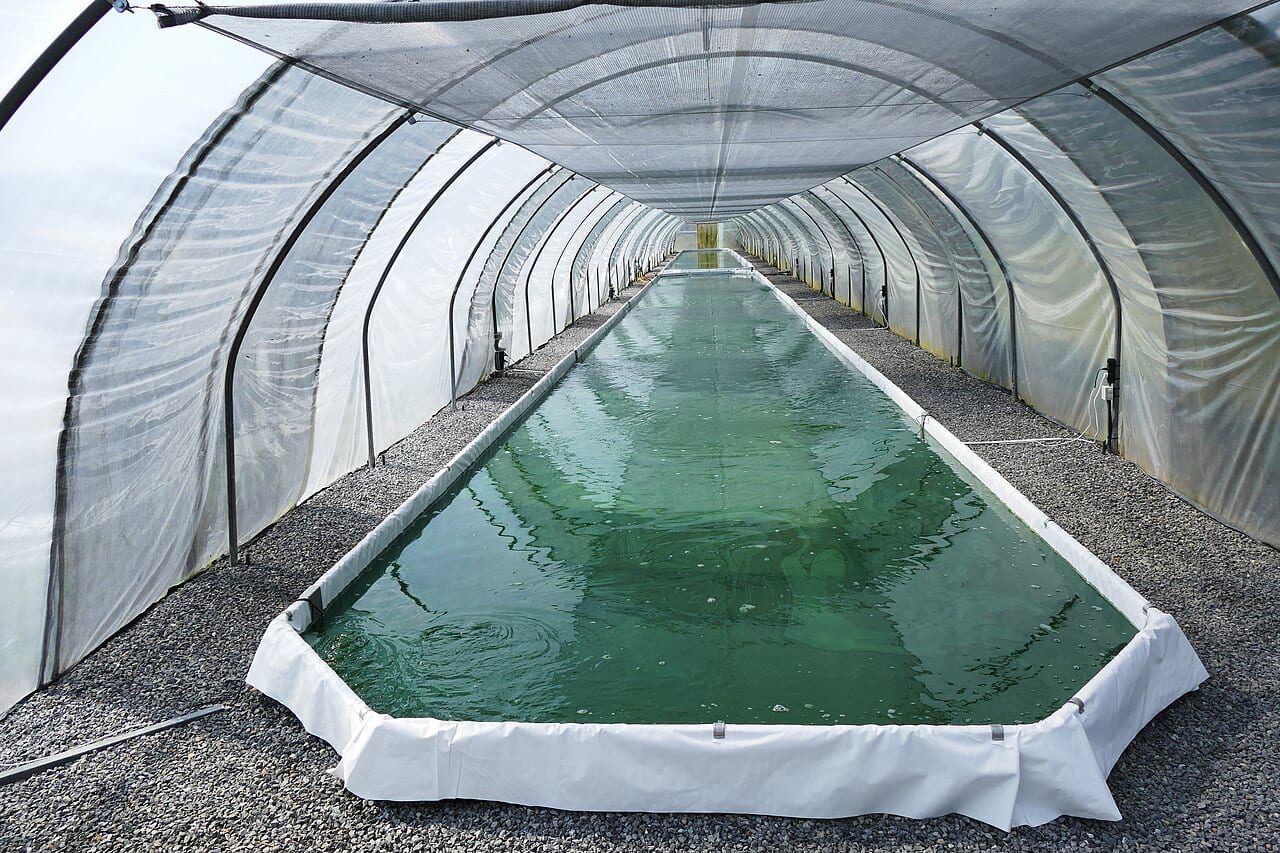 Bassin de culture de spiruline sous serre tunnel, matière première de l'ingrédient développé par Edonia