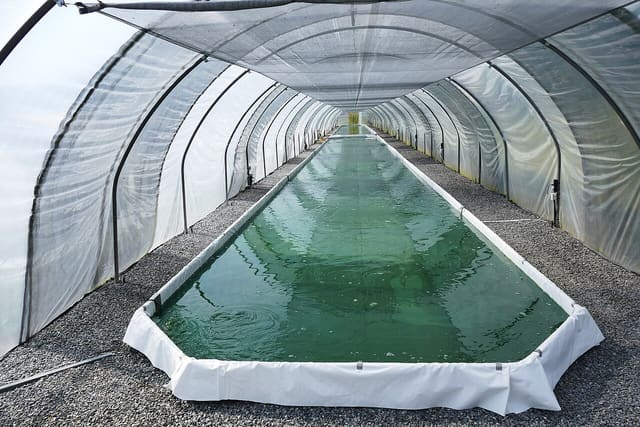 Bassin de culture de spiruline sous serre tunnel, matière première de l'ingrédient développé par Edonia