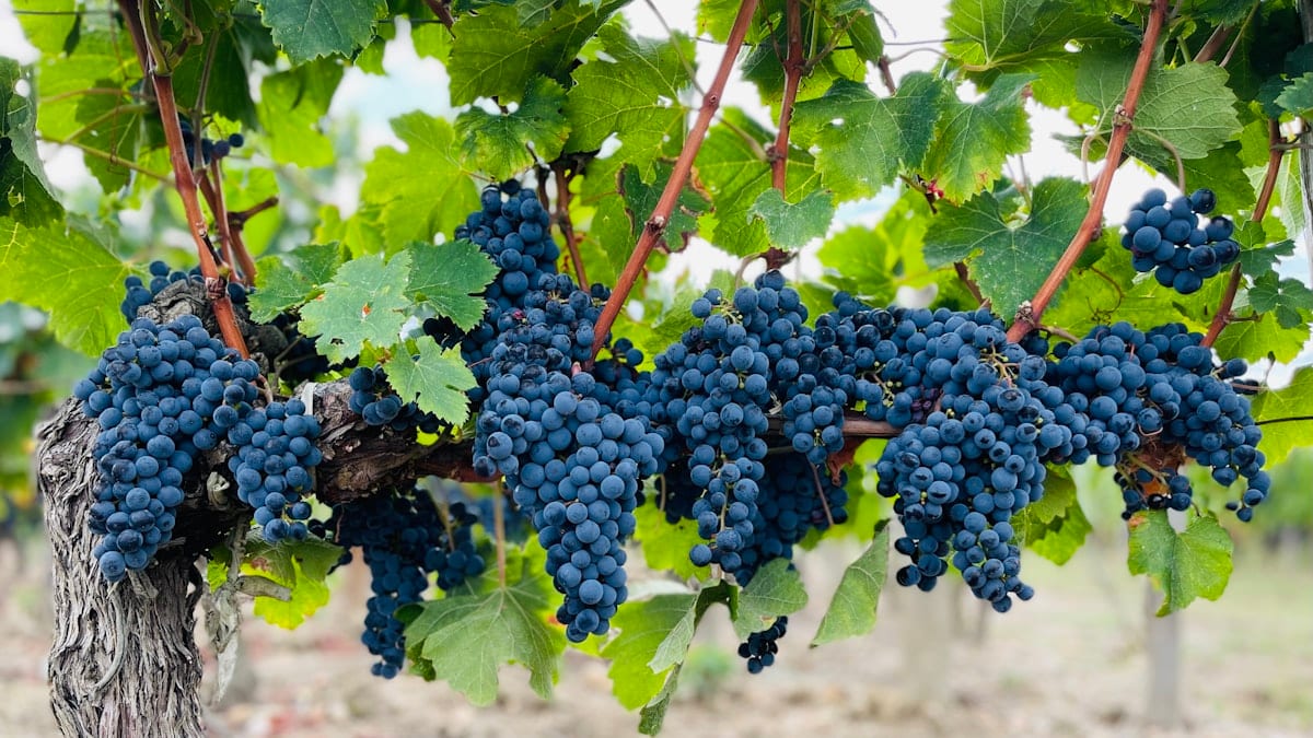 Grappe de raisin bleu sur le cep