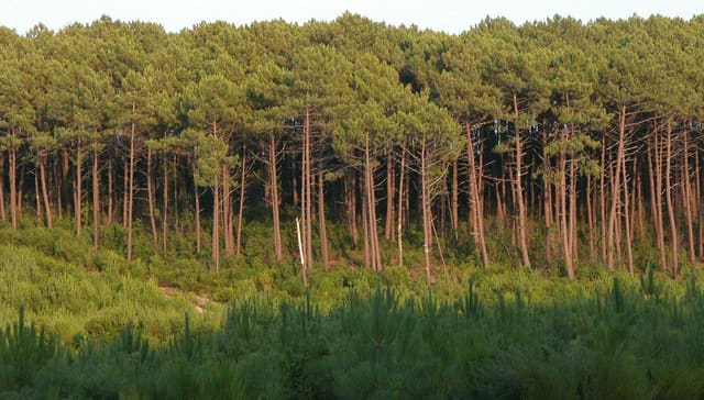 Lisière d'une pinède des Landes de Gascogne en lumière du soir, au-dessus d'un jeune peuplement de pins