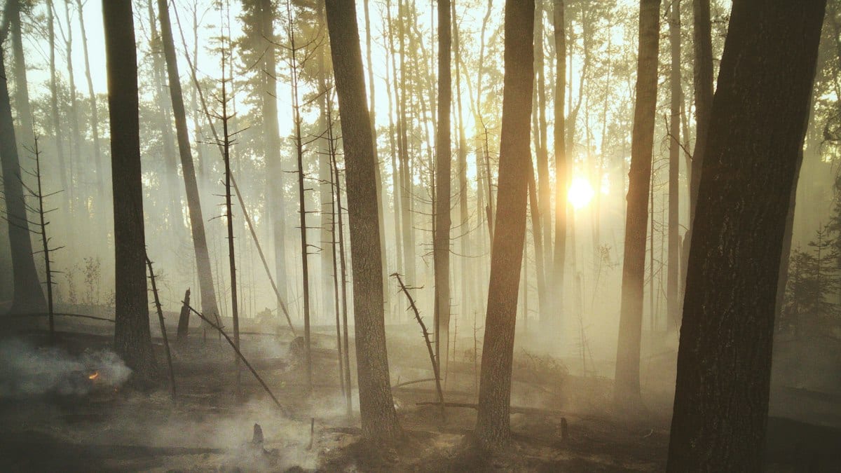 Sous-bois de pins aux troncs noircis, traversé par la fumée et un soleil bas après un incendie de forêt