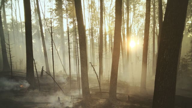 Sous-bois de pins aux troncs noircis, traversé par la fumée et un soleil bas après un incendie de forêt