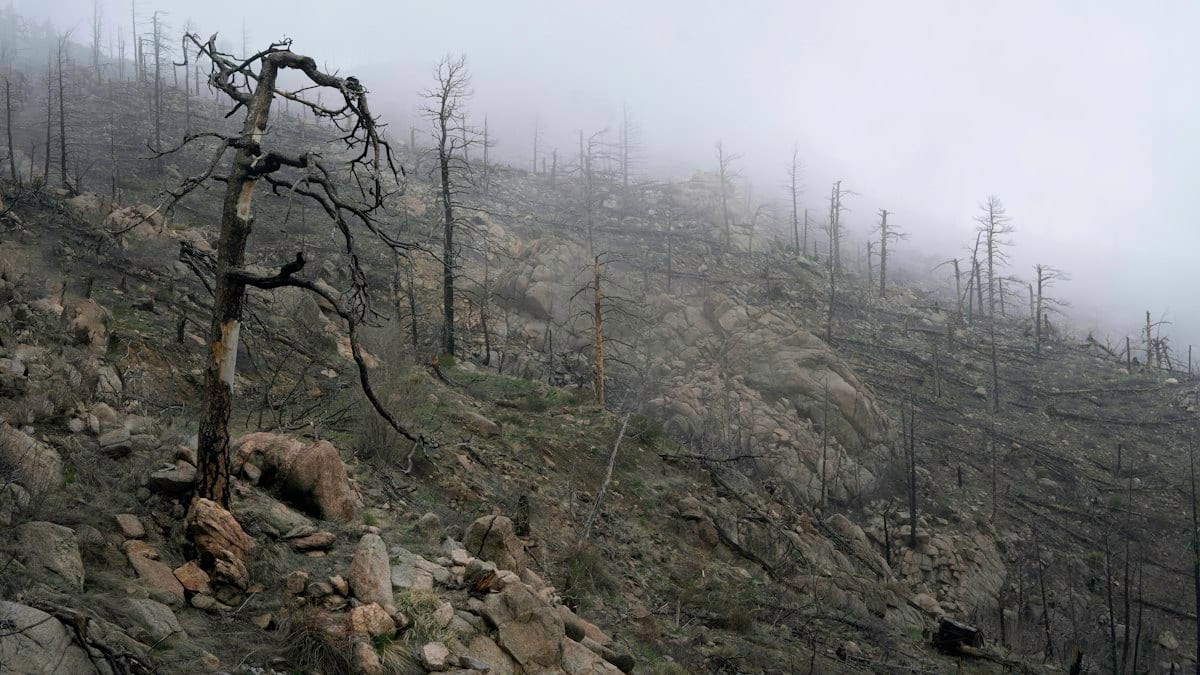 Arbres nus sur colline rocheuse sous ciel blanc
