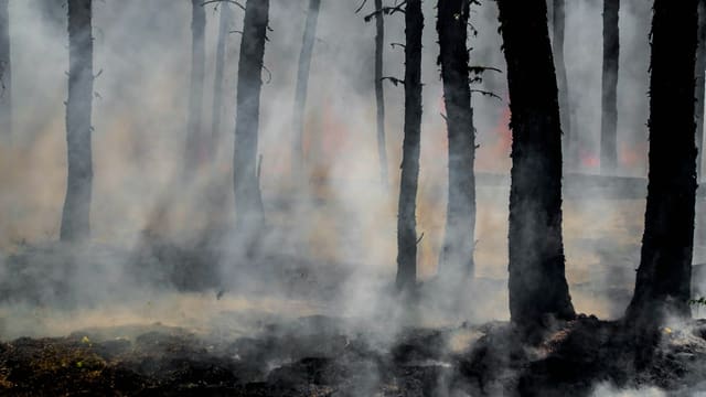 silhouette of trees on smoke covered forest