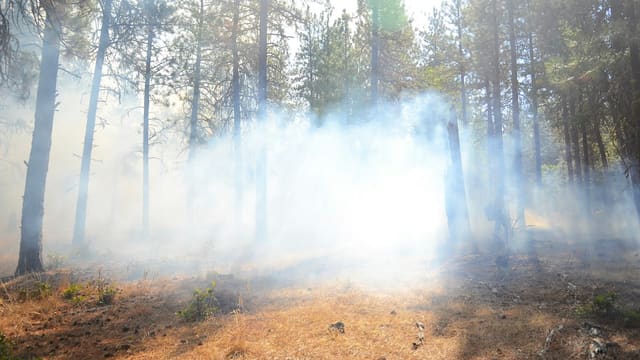 Dense smoke drifts through a sunlit pine forest