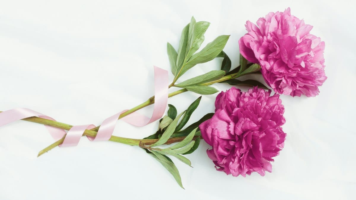 two pink flowers with a pink ribbon on a white background