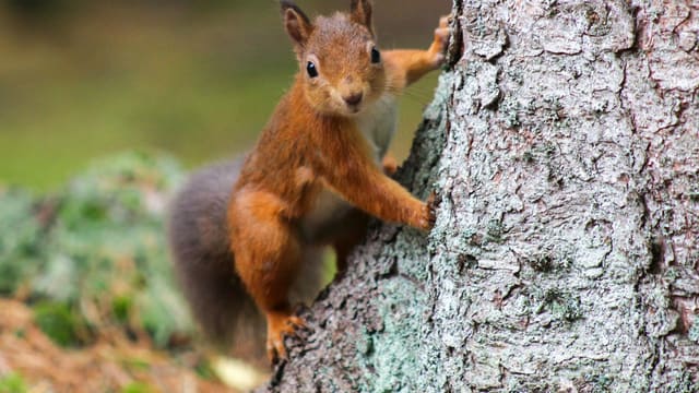 Un écureuil roux agrippé au tronc d'un arbre couvert de lichen, le regard tourné vers l'objectif.