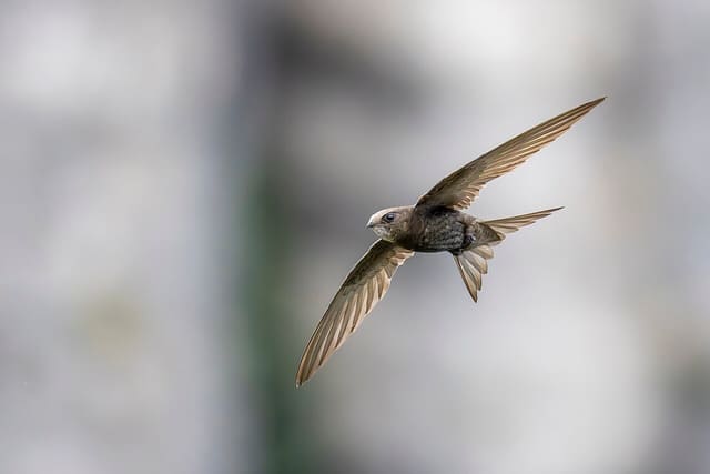 A common swift (Apus apus) in flight.