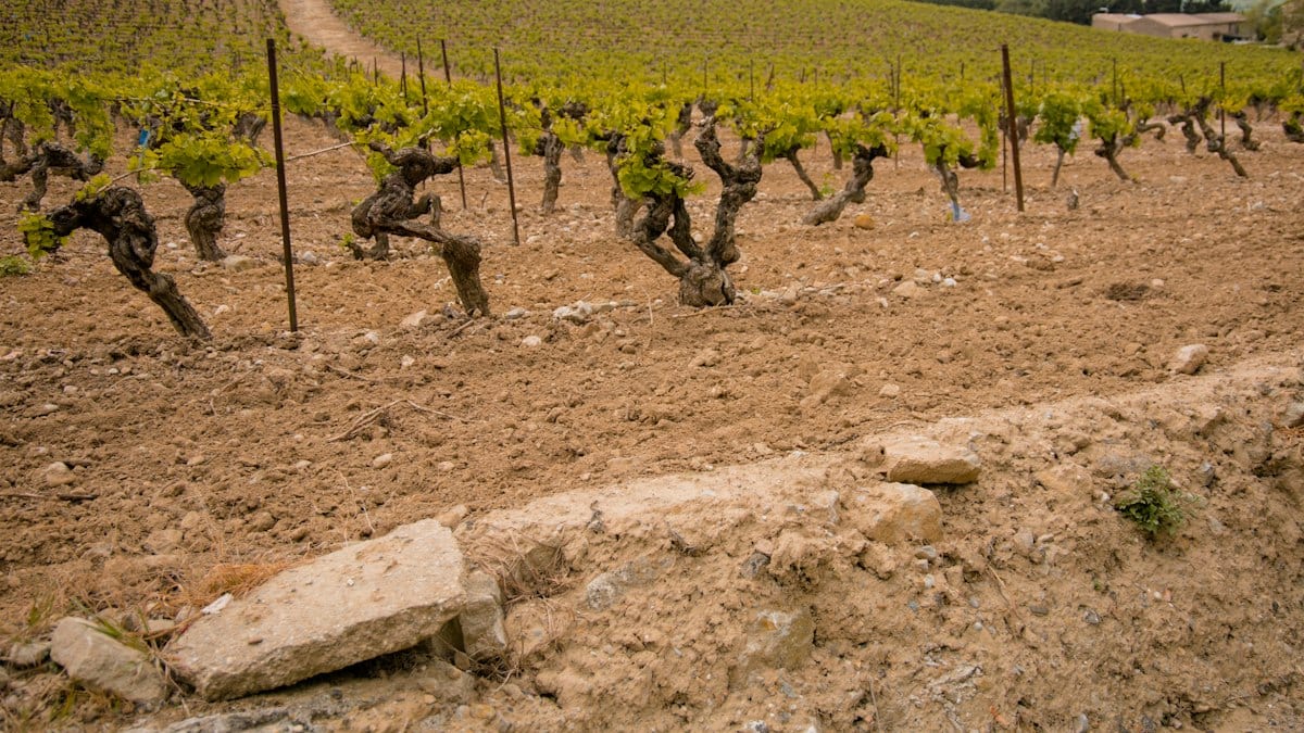 Arbres sur terrain sec